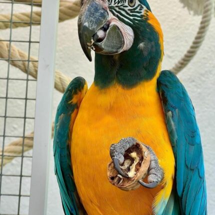 Blue-throated Macaw Parrots