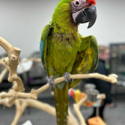 Buffon Macaw Parrots