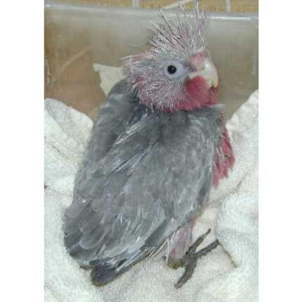 Rose Breasted/Galah Cockatoo Baby Parrots