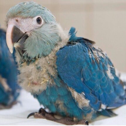 Spix’s Macaw Baby Parrots